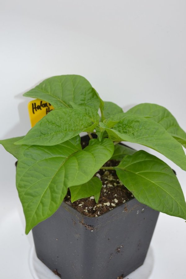 Chili Pflanze  Habanero Aji Umba *Verfügbar ab April*