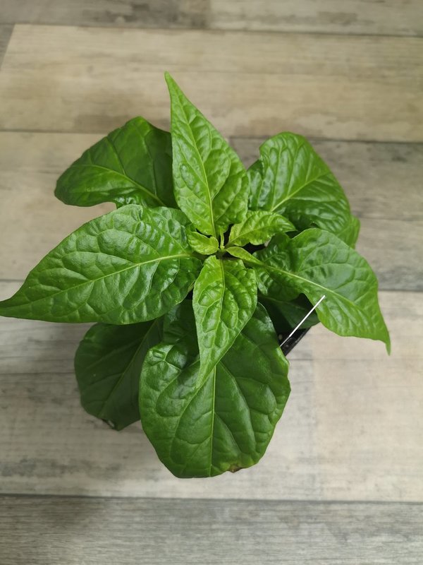 Chili Pflanze  Carolina Reaper orange *Versand ab Mai*