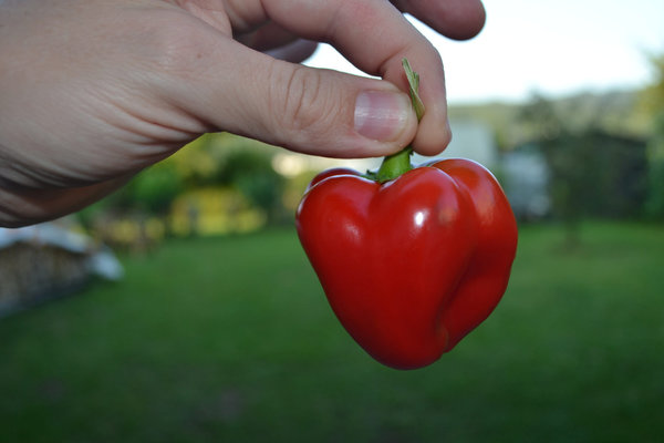 Chili Samen  Super Large Cherry
