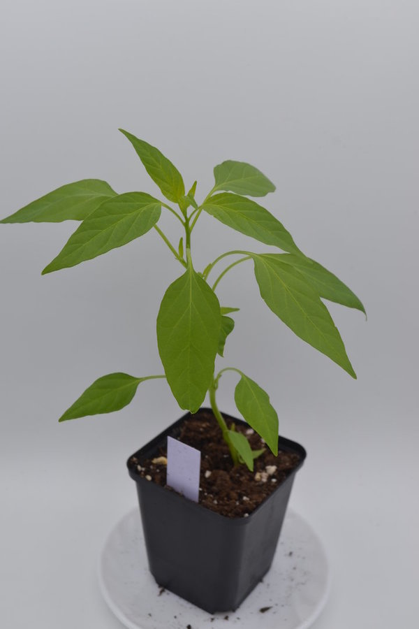 Chili Pflanze  Jalapeno Mucho Nacho *Versand ab April*