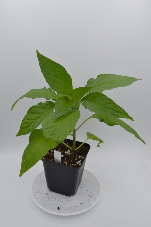 Chili Pflanze  7 Pot Apocalypse Choco *Versand ab April*