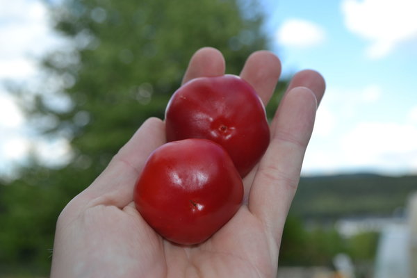 Large Cherry  Chili Samen